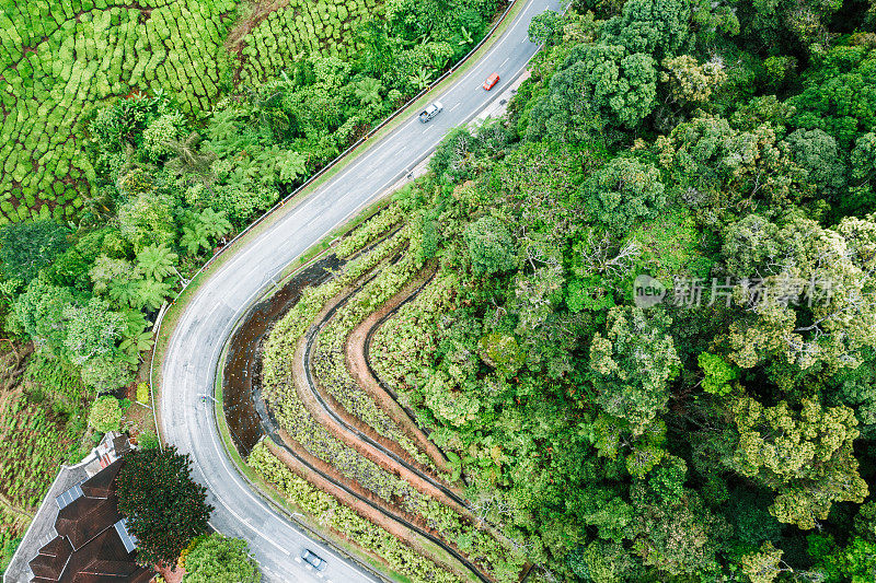 茶园和道路鸟瞰图