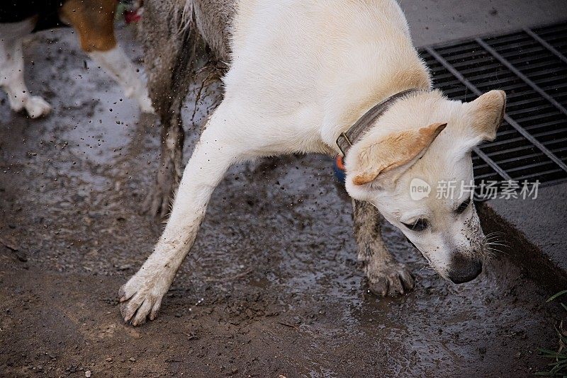 一只拉布拉多小狗躺在泥里，把泥抖掉。