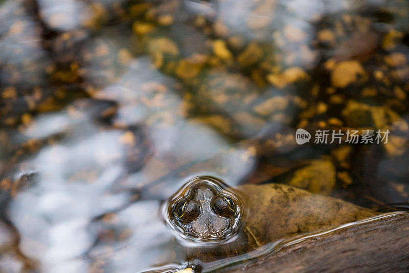 青蛙的头伸出在清澈的水面上