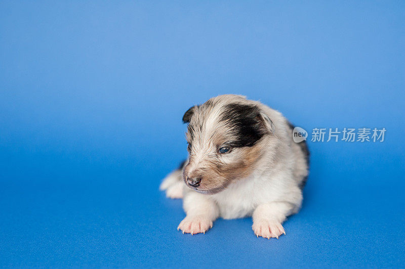 设得兰牧羊犬幼犬三周大在蓝色背景