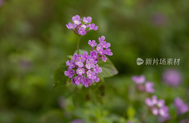 紫色的马鞭草的花