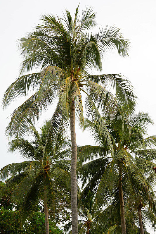 椰子palmtrees