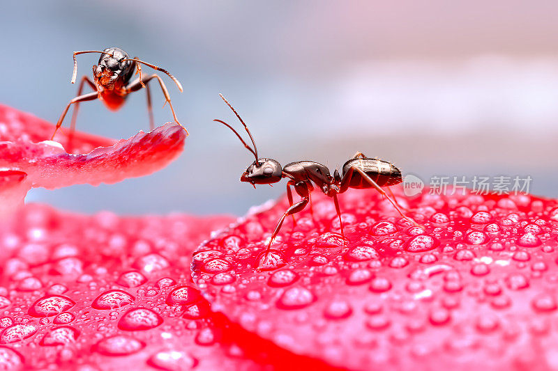 黑色蚂蚁在粉红色的地面上