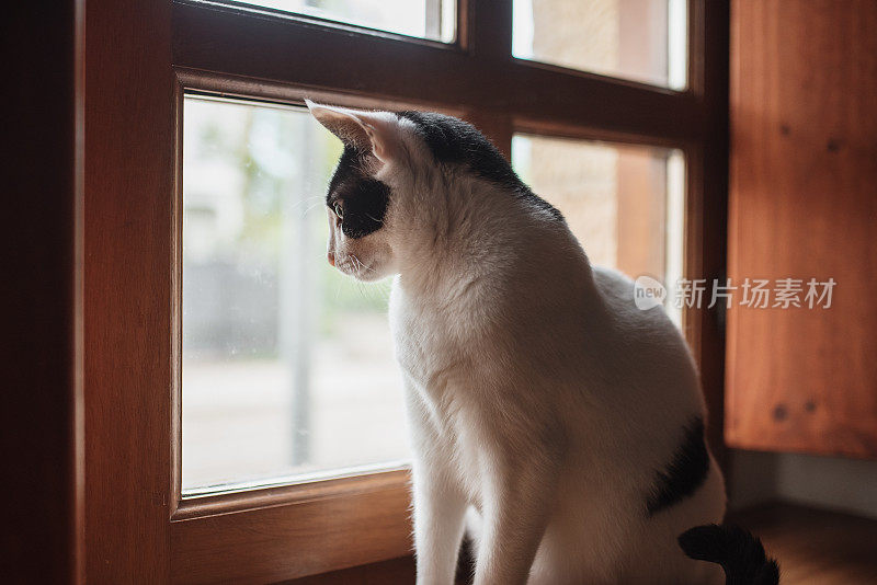 猫坐在窗边