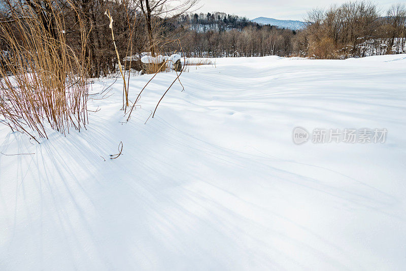 雪地里的树