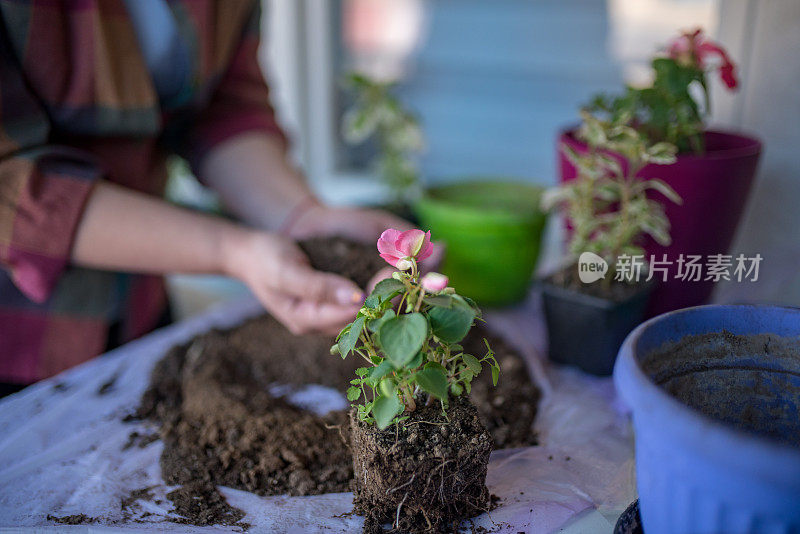 在家种花