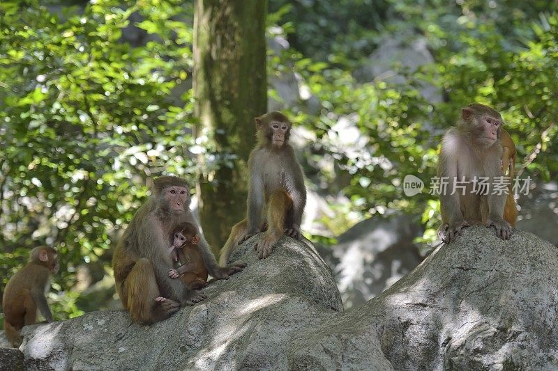 三只猴子在树林里
