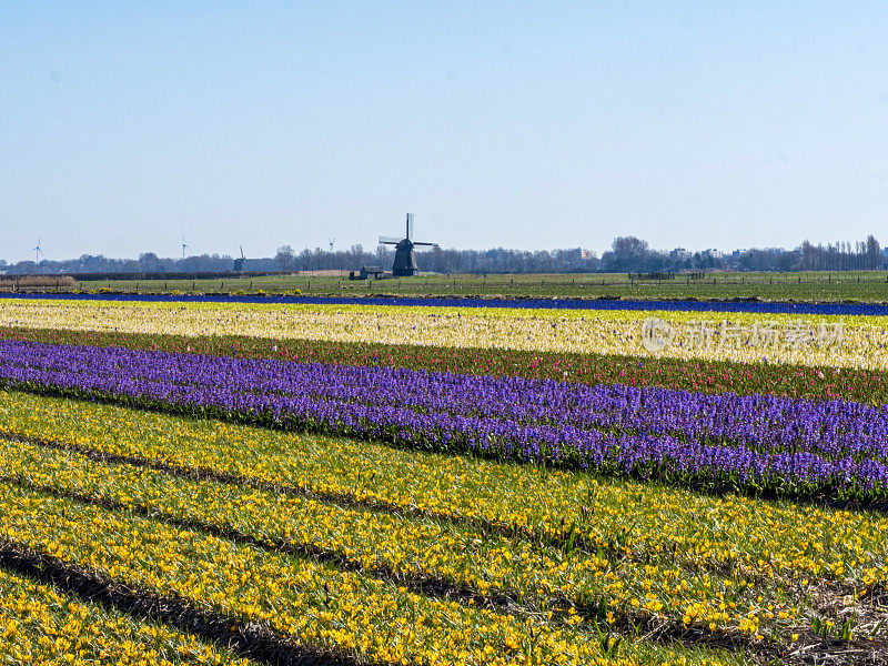 郁金香和风车的荷兰春景