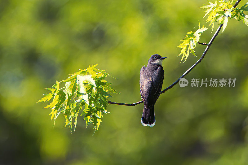 东部美洲食蜂鹟