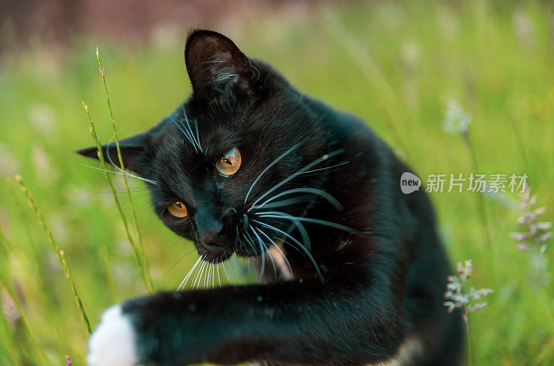 黑色和白色的猫爪子长草