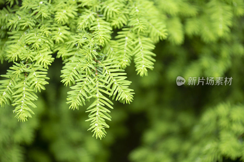 夏天雨后的云杉嫩绿，滴落着水珠