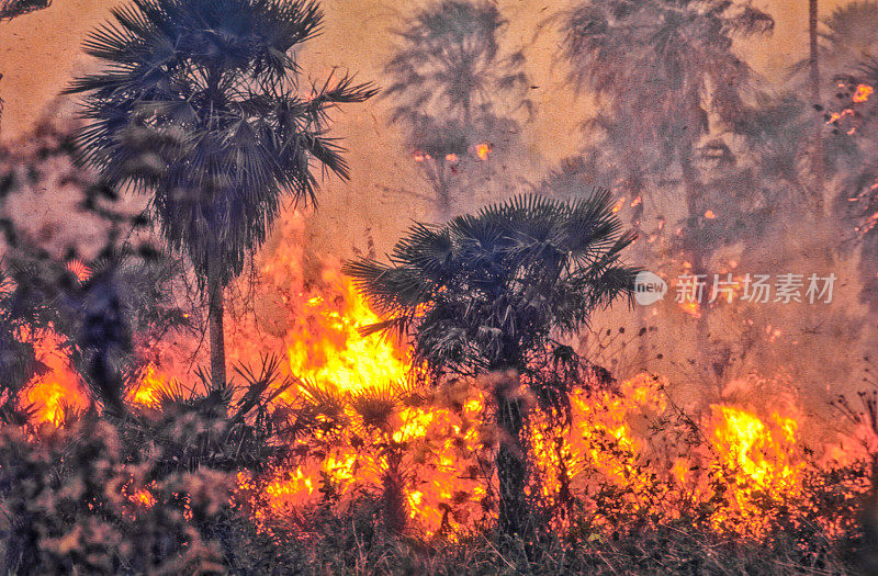 森林砍伐引起的雨林大火。