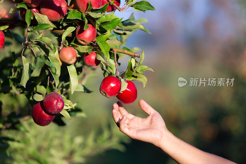 一张阳光明媚的照片，一只手从苹果树枝上摸到了一个苹果。