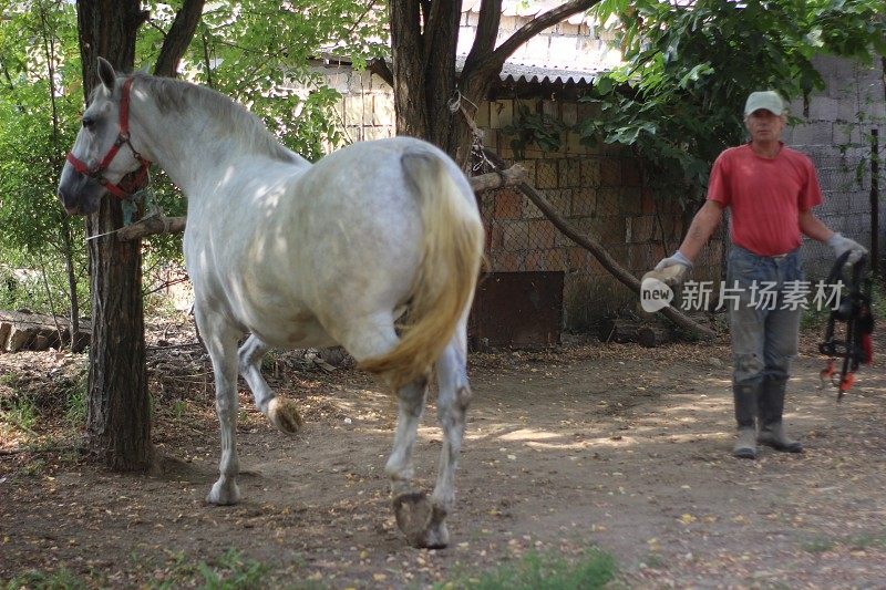 骑士清洁马