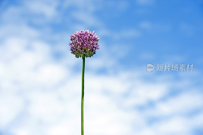 单个野生大蒜茎带籽荚和花，多塞特里奇韦，侏罗纪海岸，多塞特，英国