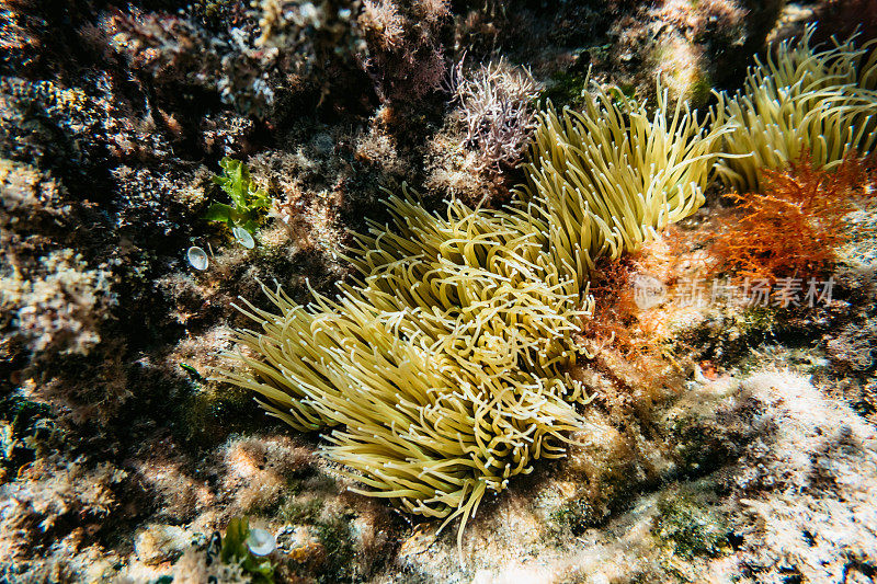 海洋生物