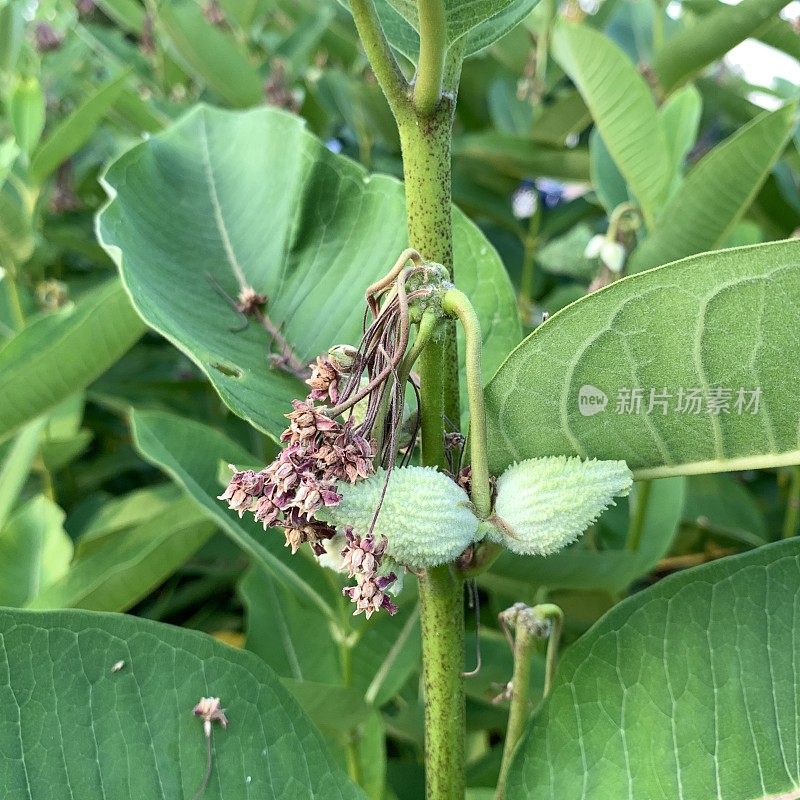 7月的乳草豆荚