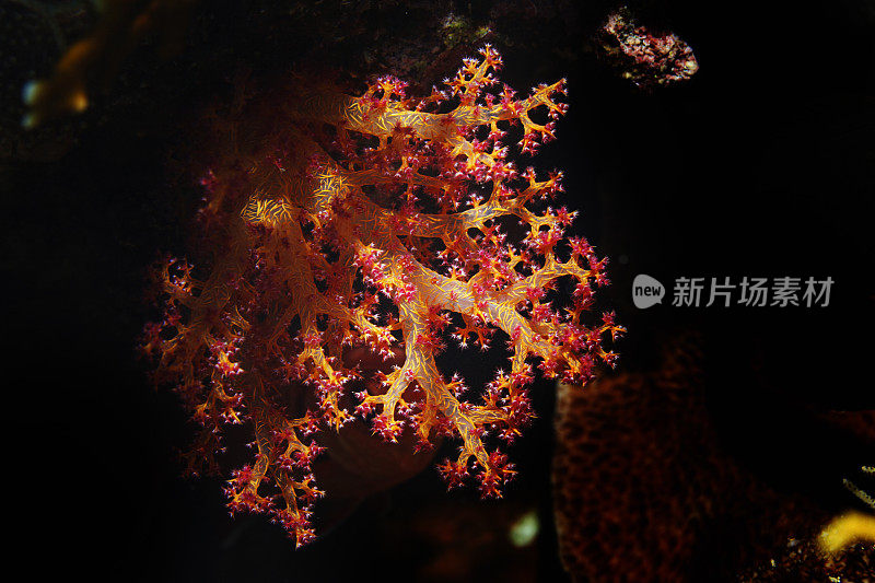 多刺的翡翠鱼-树蕨藻sp.软珊瑚水下海洋生物珊瑚礁水下照片水肺潜水员的观点。
