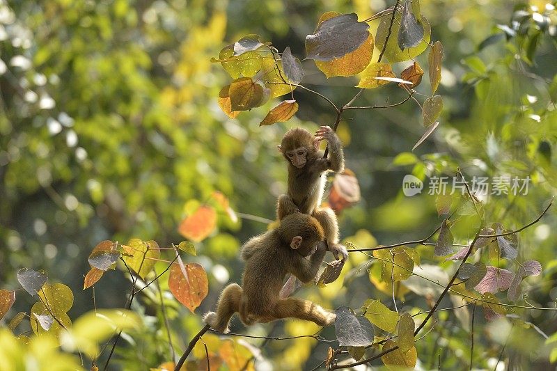 两只小猴子在树林里玩耍