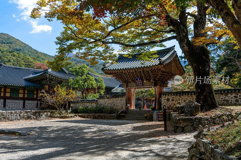 松光沙寺入口处秋叶飘落