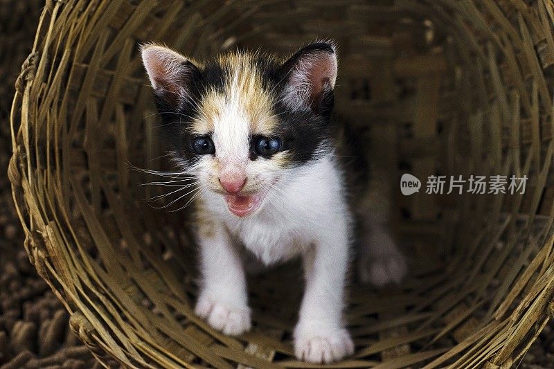 可爱的小猫在地毯上的篮子里。