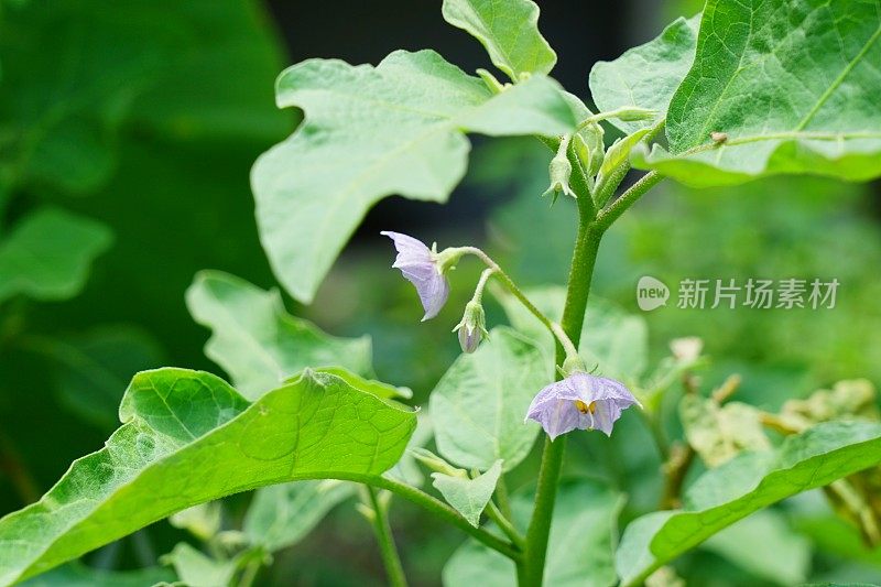 局部花园里的紫茄子花