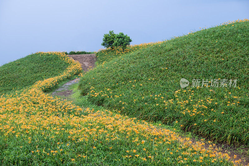 台湾花莲的黄花莲