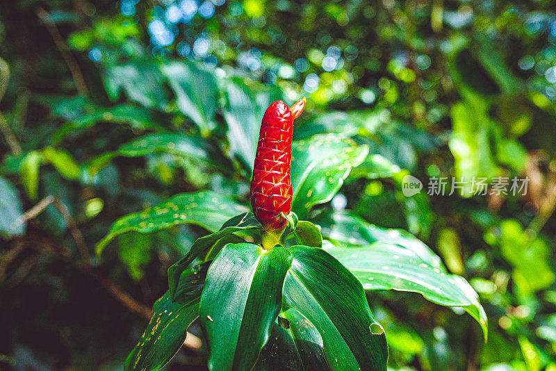 红姜是热带雨林中的热带植物