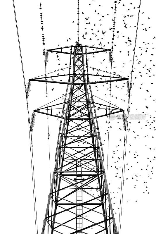 椋鸟聚集在电塔上