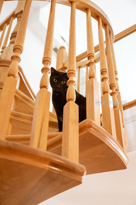 黑猫在木头楼梯上往下看