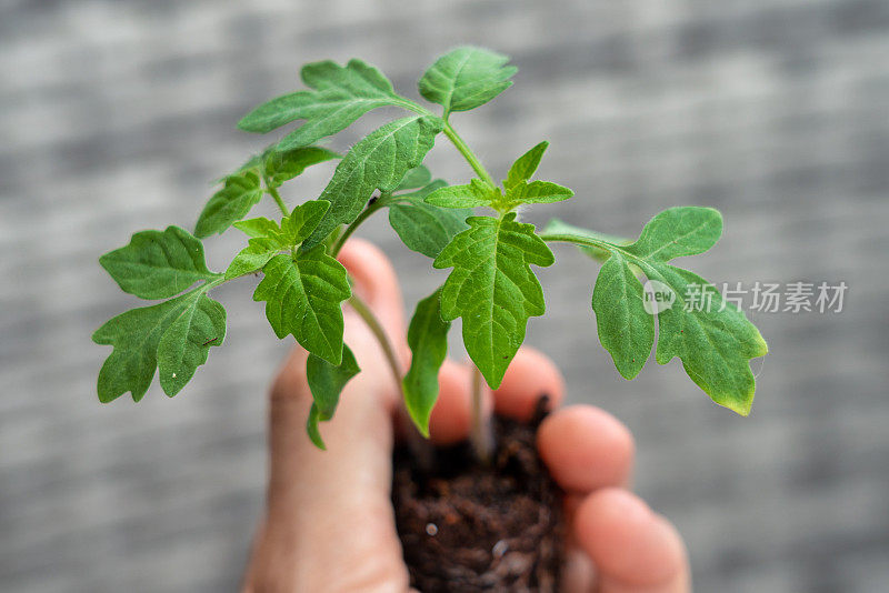 妇女手握有机番茄苗