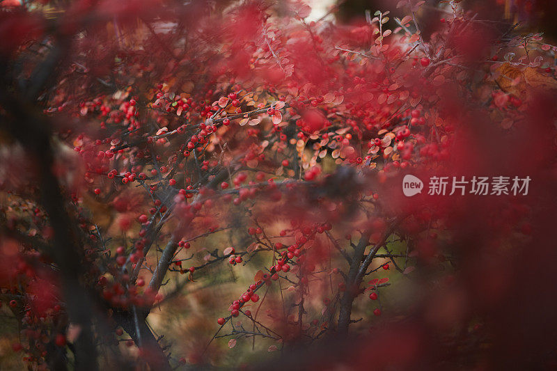 秋雨过后拾红