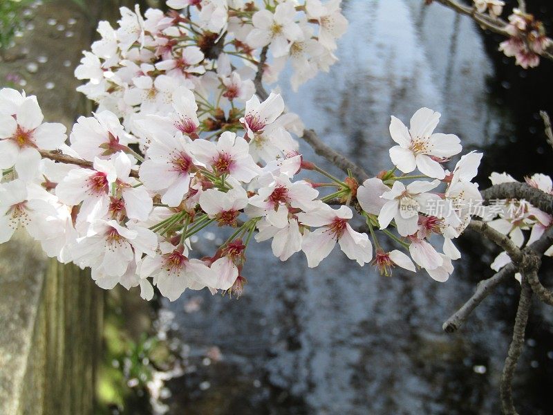 日本。3月底。水面上盛开的樱桃树枝条。