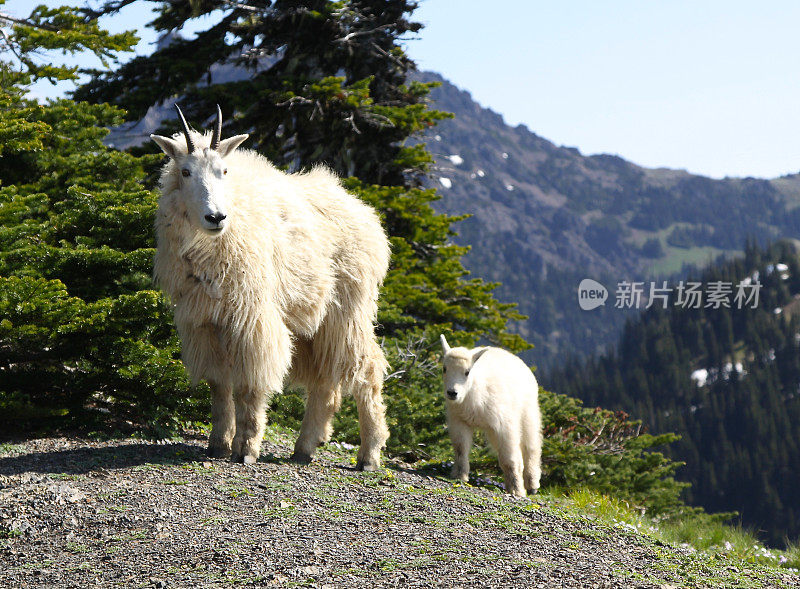 山羊妈妈和她的孩子