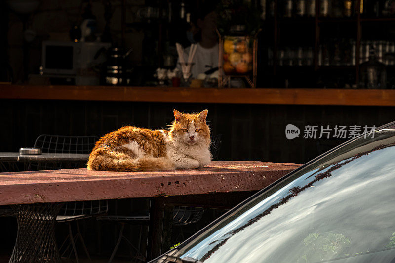 由于冠状病毒的宵禁，阿拉卡蒂的酒吧桌子上的猫和空酒吧和咖啡馆(Alaçatı)。