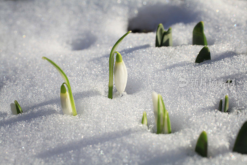 雪花莲从雪中出来