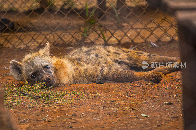 一个年轻人坐在地板上休息。参观内罗毕重要的无保护或受伤动物孤儿院。肯尼亚