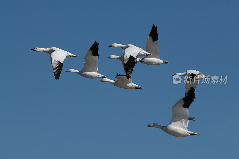 八只白雪雁在一起飞翔，在美国西南部的野生动物保护区靠近湖