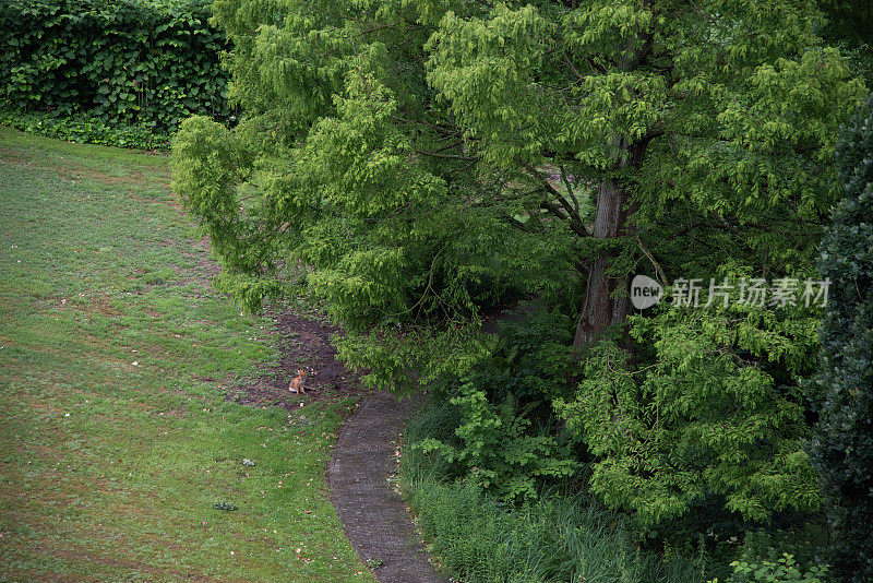 沙丘狐狸住在花园里。