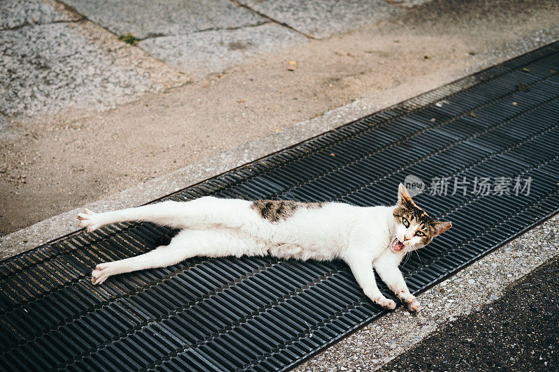 震惊的脸猫