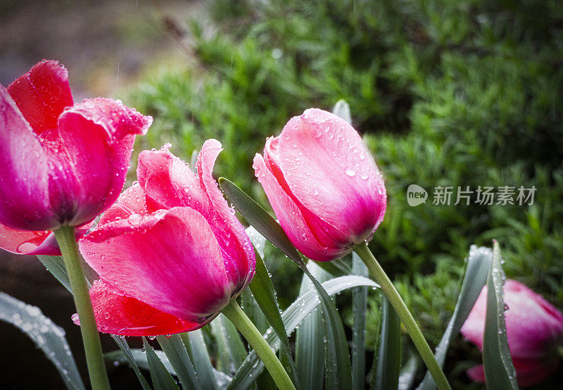 雨中的粉红郁金香