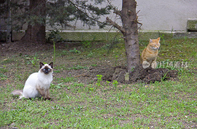 春天的猫在花，树和自然伊斯坦布尔