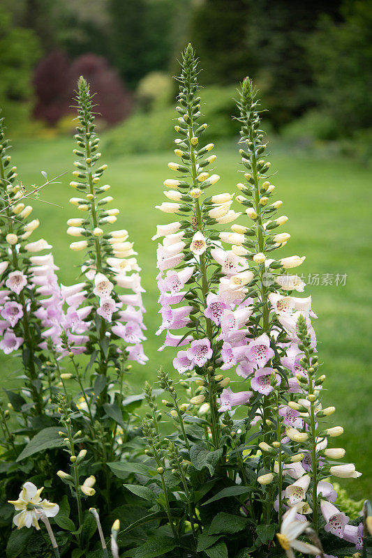 紫花植物野外特写