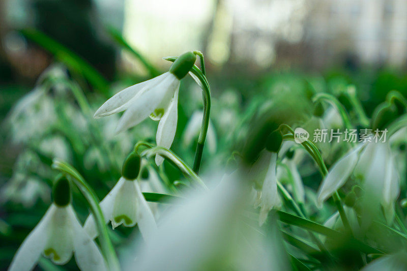 春天的花朵