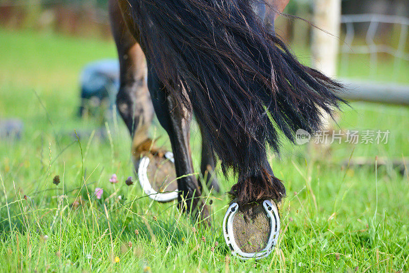 近距离拍摄的马蹄和尾巴，因为它在英国乡村的草地上小跑。