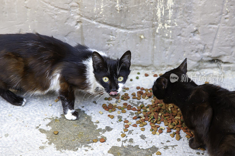 流浪猫在街上吃东西