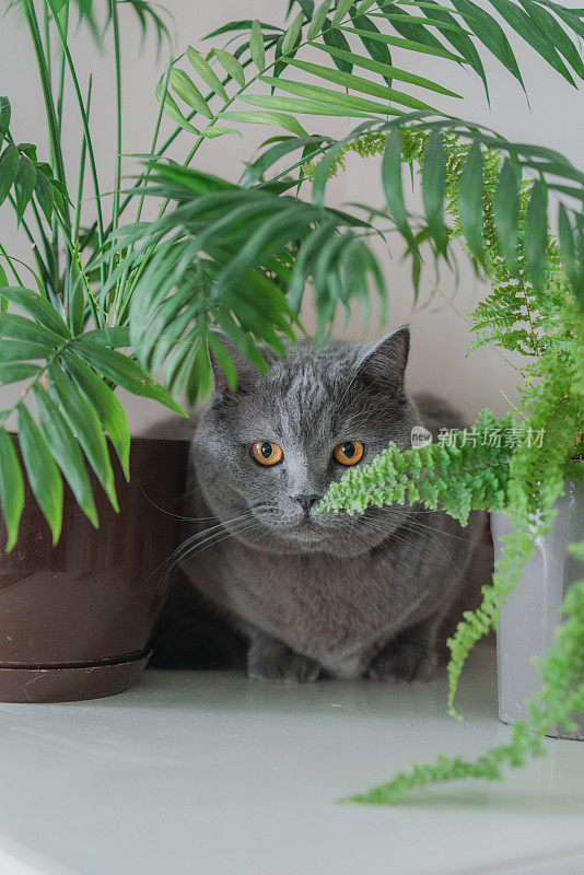 猫坐在家里的植物附近