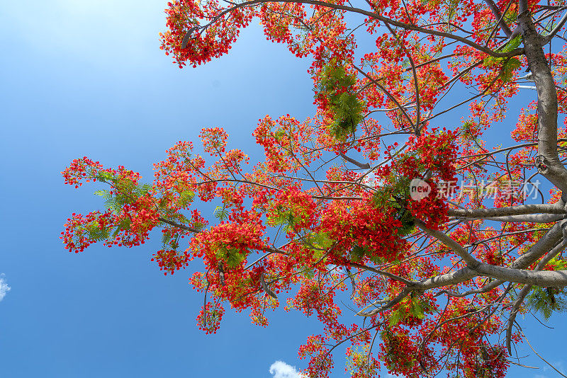 红色的皇家poinciana花盛开在夏天