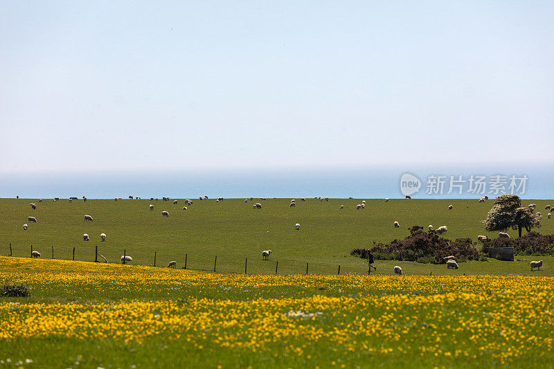 放牧的羔羊和绵羊的英国乡村景观