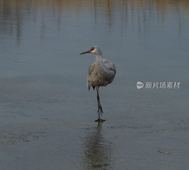 沙丘鹤在冰上行走